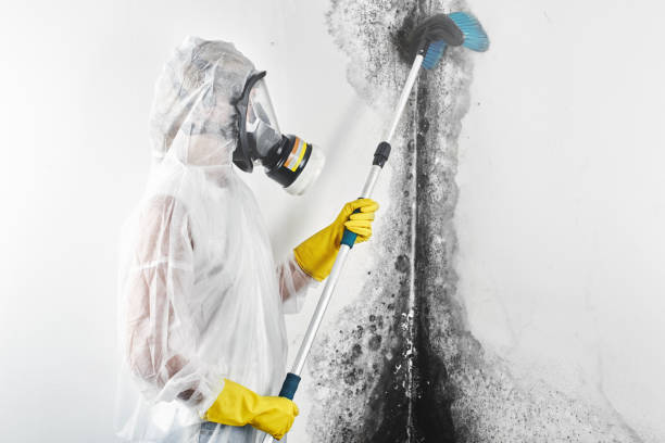 Best Commercial Mold Inspection  in Litchfield Park, AZ