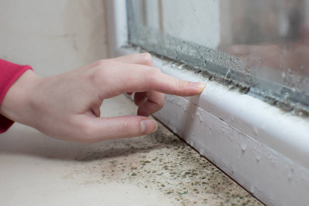 Best Air Quality Testing for Mold Spores  in Litchfield Park, AZ