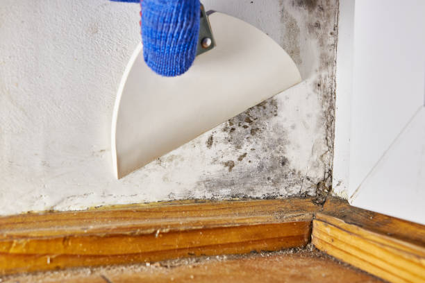 Best Post-Remediation Verification Testing  in Litchfield Park, AZ