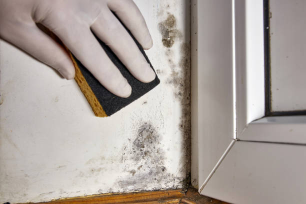 Best Emergency Mold Remediation  in Litchfield Park, AZ